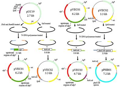 Construction of an Antibiotic-Free Vector and its Application in the Metabolic Engineering of Escherichia Coli for Polyhydroxybutyrate Production